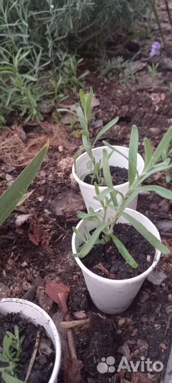 Лаванда узколистная саженцы