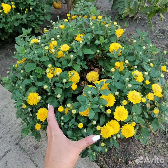 Куст мультифлора хризантем