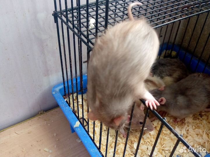 Декоративная крыса