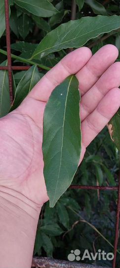 Лавровый лист