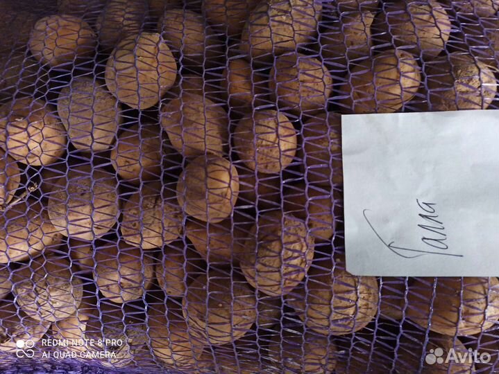 Семенной картофель сорт Галла