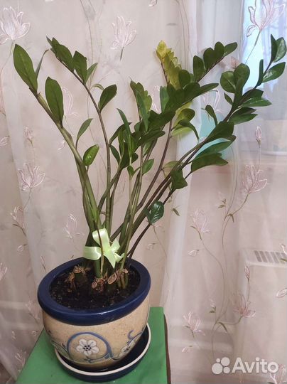 Замиокулькас