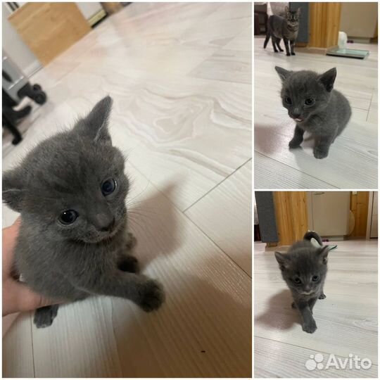 Отдам в добрые руки