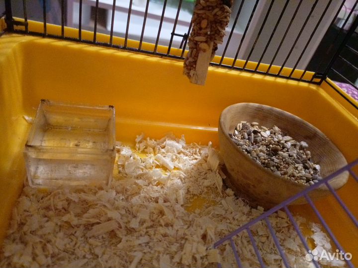 Джунгарский хомяк с клеткой