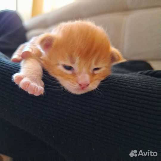 Котята мейн-кун