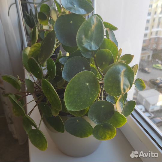 Пилея пеперомиевидная