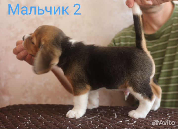 Щенки бигль август 2023