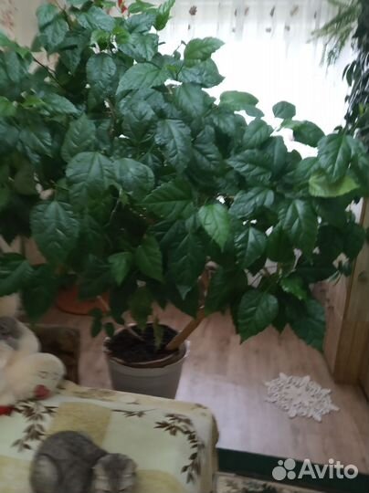 Цветы для офиса и дома