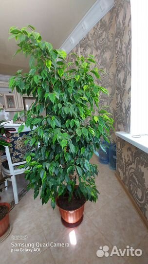 Бенджамина