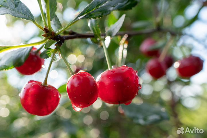 Объектив Tamron 24mm f/2.8 Di III OSD Sony