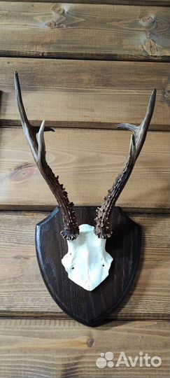 Рога косули