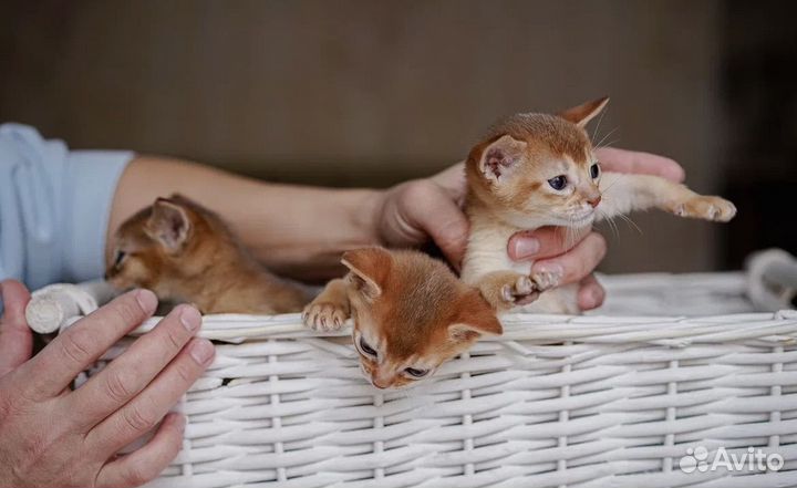 Абиссинские котята
