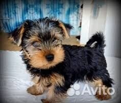 Йоркширский терьер