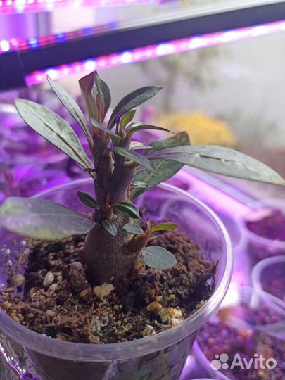 Адениум малыши