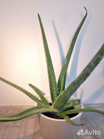 Алоэ большой, могу бесплатно отсадить отростки