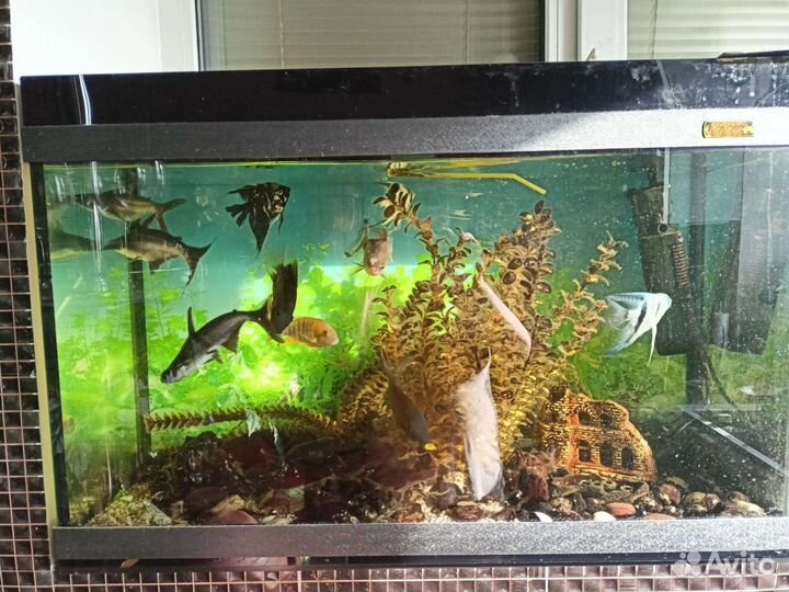 Аквариум
