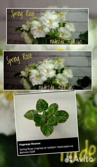 Сортовые фиалки