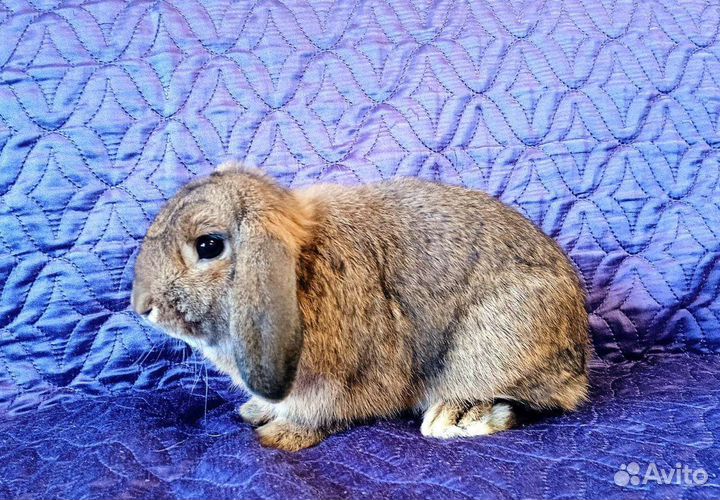 Декоративный кролик