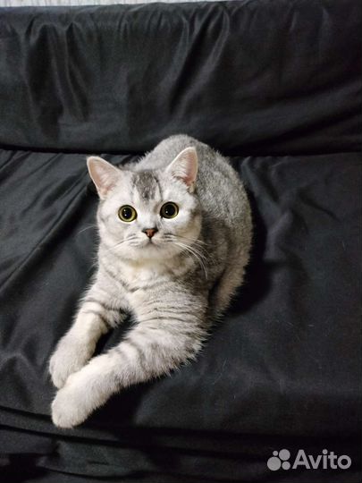 Британская шиншилла серебро котята