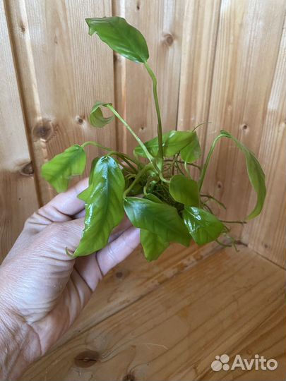 Аквариумные растения Анубиас узколистный