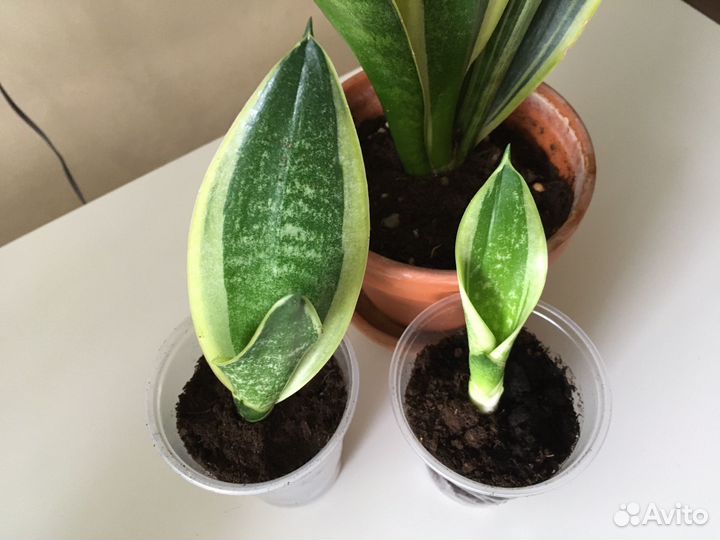 Сансевиерия голден flame