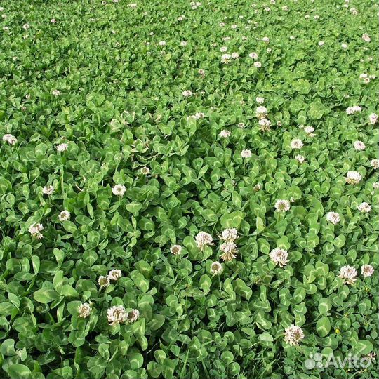Семена, белый клевер Ривендел