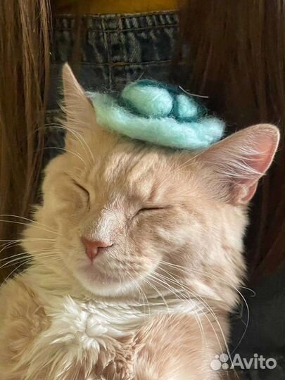 Кот в добрые руки