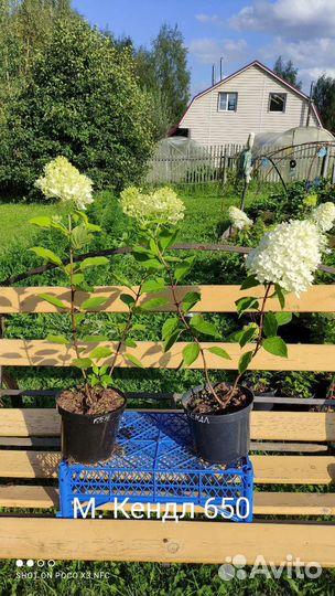 Гортензии м.Кендл, Л.Лайм, Полар Бир, Ванилла и др