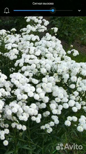 Саженцы и рассада цветов