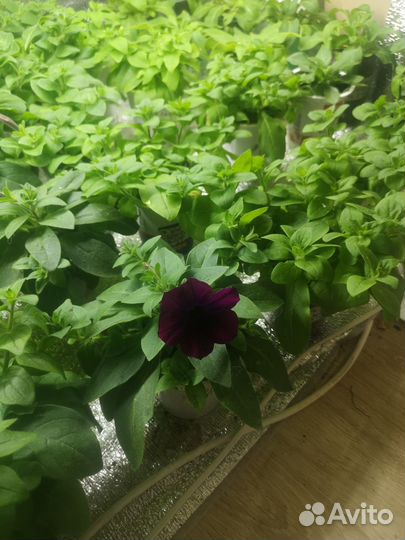 Петуния семенная и вегетативная