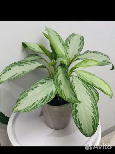 Аглаонема сильвер бей детки