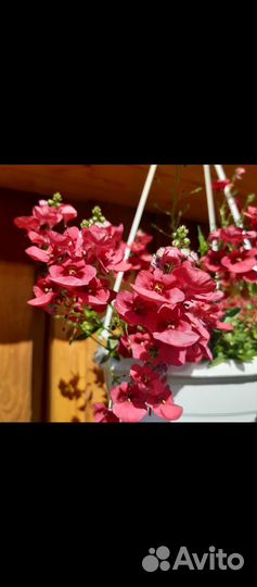 Черенки диасция