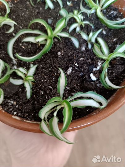 Хлорофитум