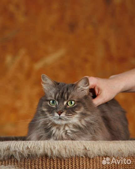 Ласковая кошечка Виола в добрые руки