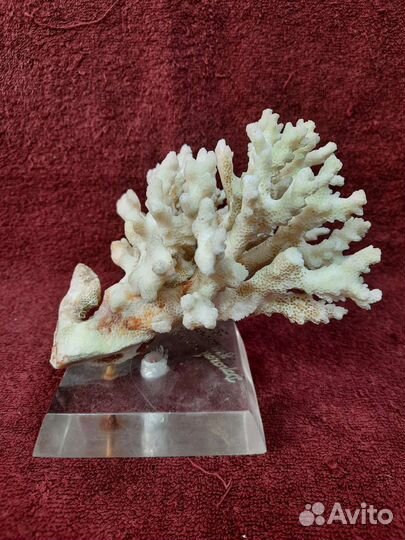 Коралл натуральный. Ветка.на подставке. 1976 год