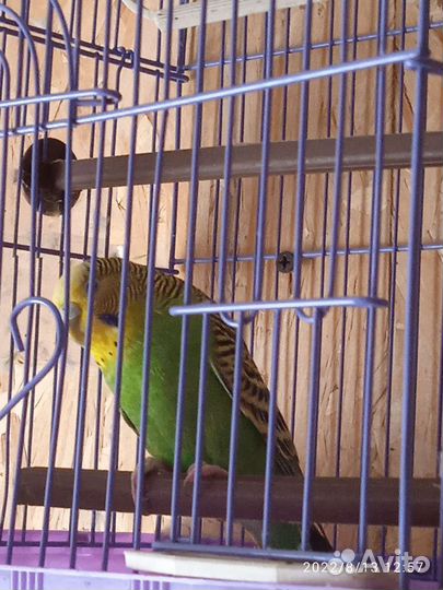 Волнистый попугай с клеткой