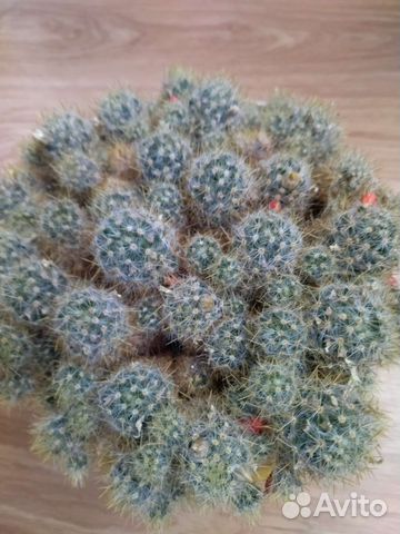 Кактус Мамилярия белая