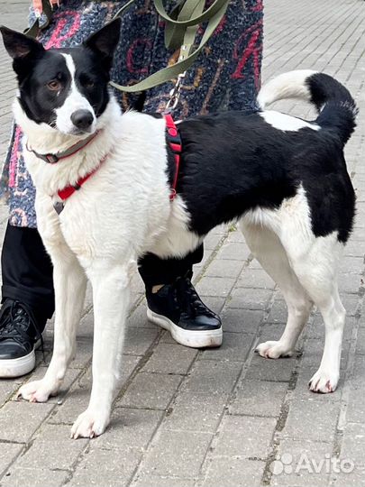 Собака в добрые руки