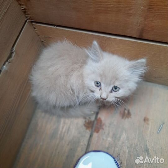 Отдам котёнка