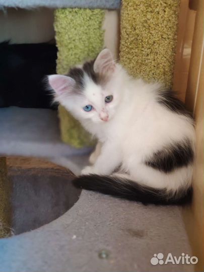 Красивый котёнок в добрые руки