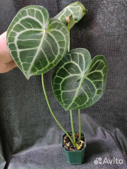 Антуриум кларинервиум