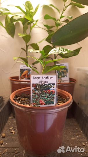 Кофе Арабика растение