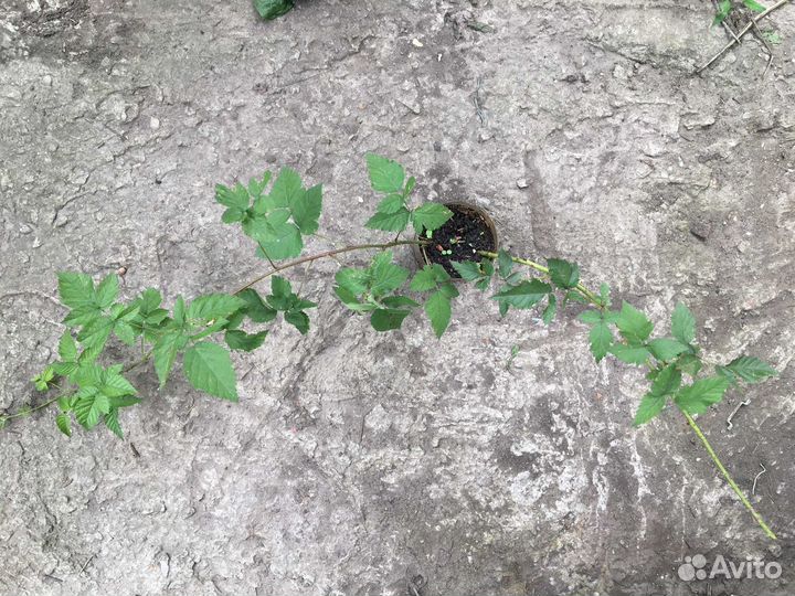 Саженцы ежевики Карака Блэк