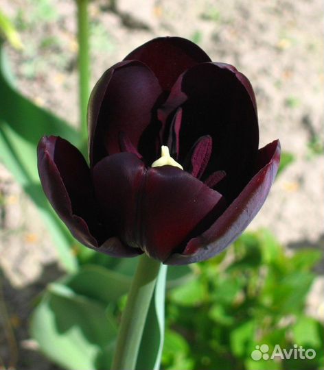 Вишня,жимолость.ирис,йошта,тюльпаны,облепиха