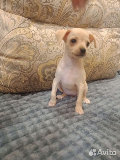 Той-терьер щенки