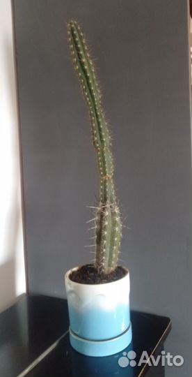 Большой кактус