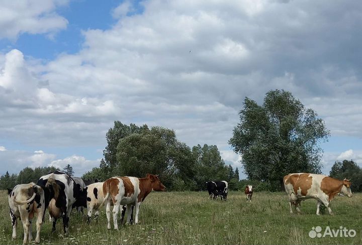 Корова, тёлочка