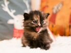 Котята сибирской породы объявление продам