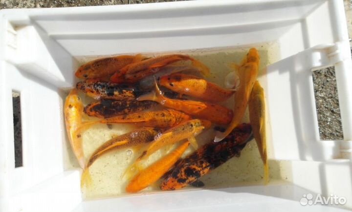 Карп Кои для пруда