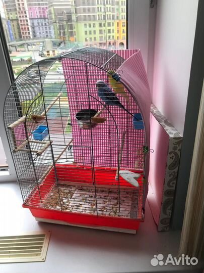 Волнистые попугайчики с клеткой